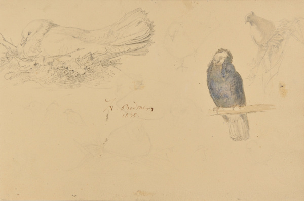 Birds, Sheet of Sketches
