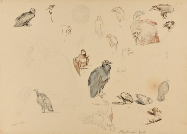 Sketches of Buzzards, Eagles, and Turkeys