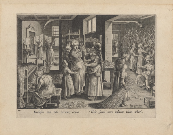 THE SILKWORM EGGS SPREAD OUT ON SHELVES