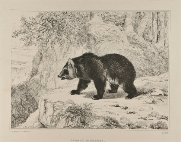 Mississippi Bear