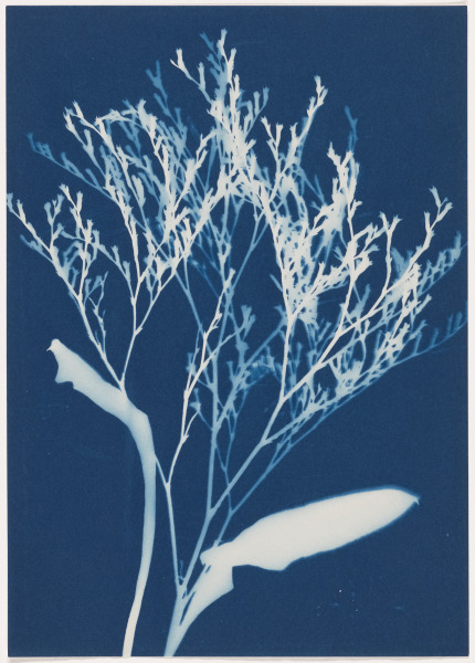 LAMB'S QUARTER, SOUTH HAVEN, MI