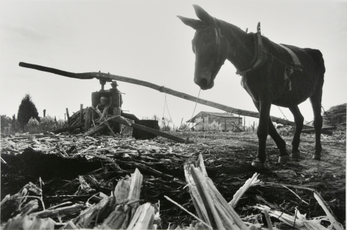 Mule-powered Sugar Cane Grinder, Mississippi
