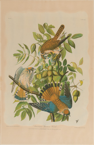 AMERICAN SPARROW HAWK