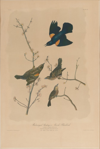 RED WINGED STARLING OR MARSH BLACKBIRD