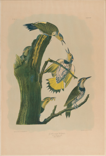 GOLDEN-WINGED WOODPECKER