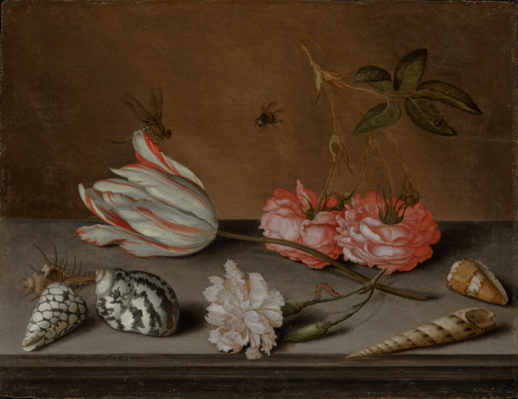 A Tulip, a Carnation and Roses, with Shells and Insects, on a Ledge