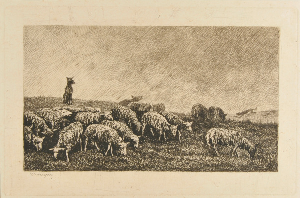 SHEEP IN A FIELD