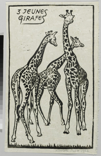 THREE YOUNG GIRAFFES
