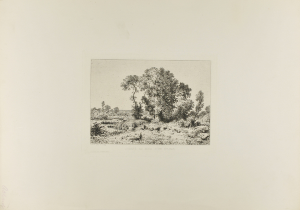 TREES ON THE EDGE OF A POOL