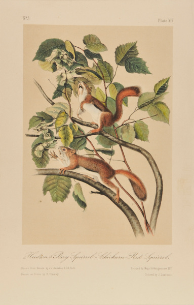 Hudson’s Bay Squirrel-Chickaree-Red Squirrel