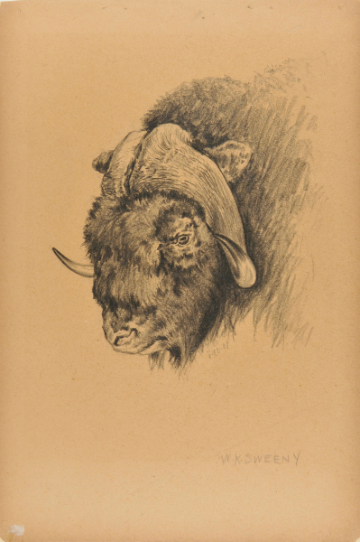 Head of a Musk Ox [with notes from US Gov’t Pan American exhibition]