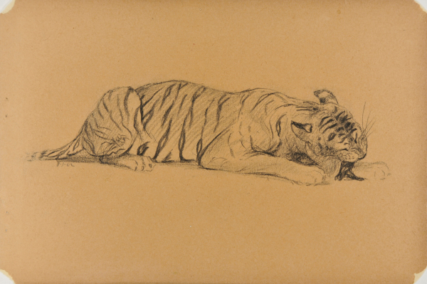 Tiger Gnawing on a Bone