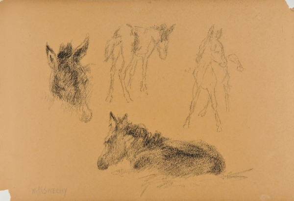 Sketches of a Young Colt