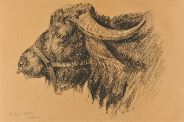 A BULLOCK