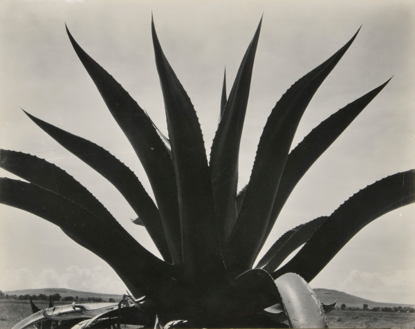 Maguey, Texcoco