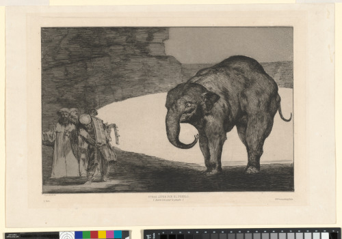 Who Will Bell the Cat?