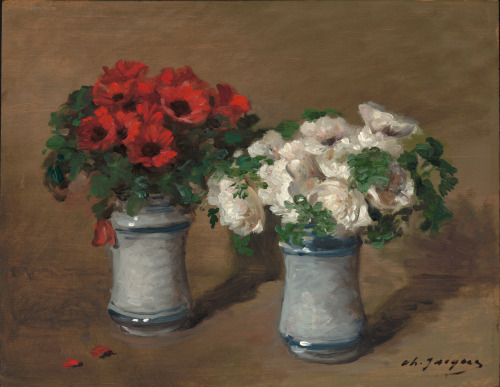 Red and White Flowers