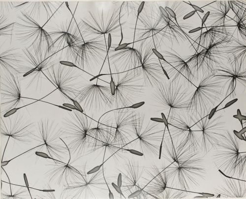 DIRECT PROJECTION, SOLARIZED