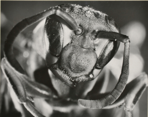 Head of White-faced Hornet