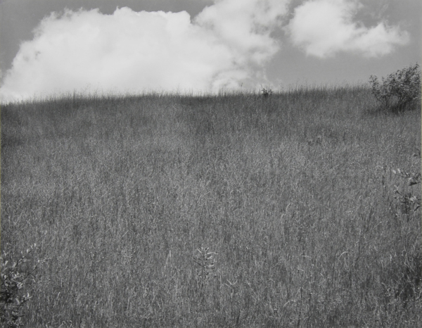 LANDSCAPE, KALAMAZOO, MICHIGAN.