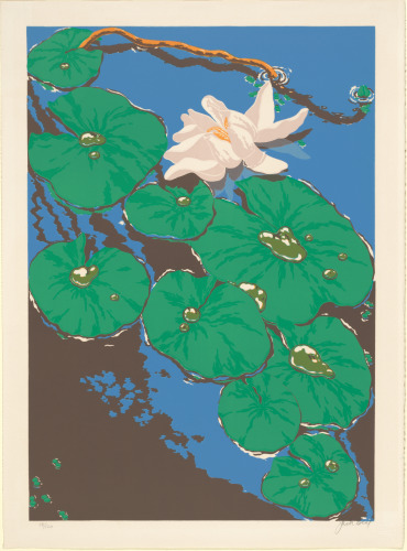 Pond Lilies