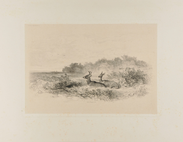 COMMON OR VIRGINIAN DEER