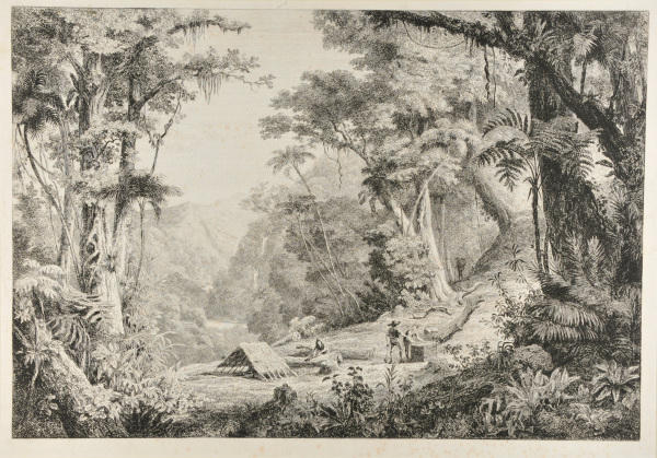 VALLEY OF SAN JUAN DEL ORO (GATHERING CINCHONA BARK)