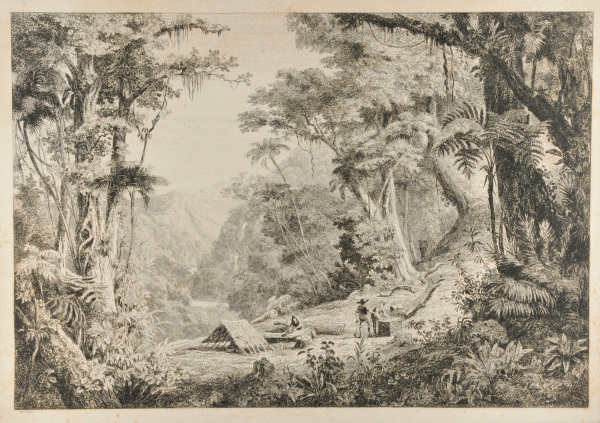 VALLEY OF SAN JUAN DEL ORO (GATHERING CINCHONA BARK)