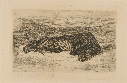 TIGER LYING IN THE DESERT