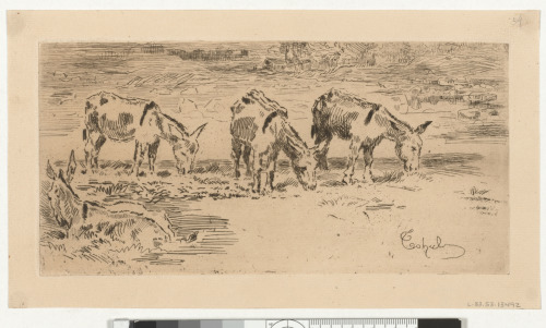 FOUR DONKEYS IN A MEADOW