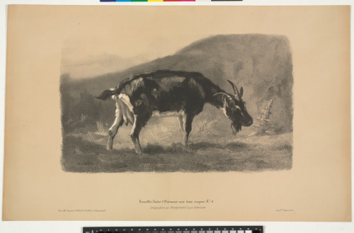 Une Chévre Broutant