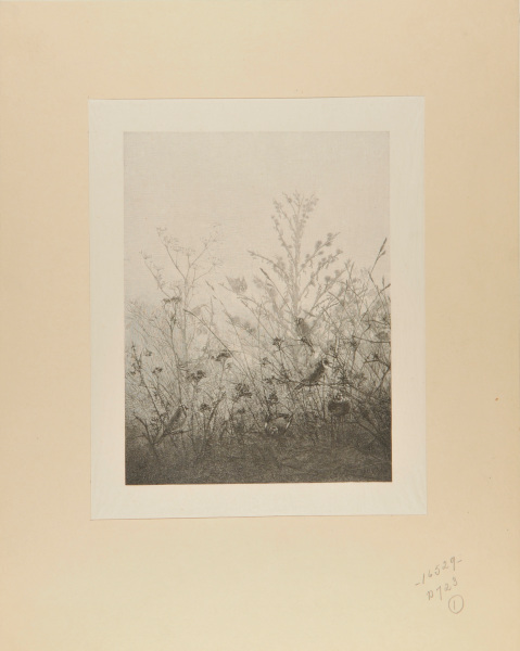 BIRDS RESTING ON BUSHES