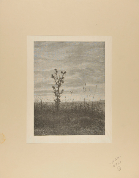 LANDSCAPE WITH THISTLE AND WEEDS