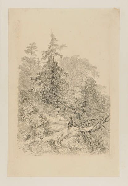 TWO PHEASANTS IN THE FOREST