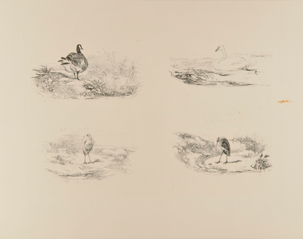 DUCK AND HERON, SWAN AND HERON