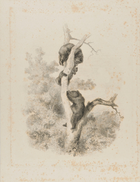 THREE BEAR CUBS IN A TREE