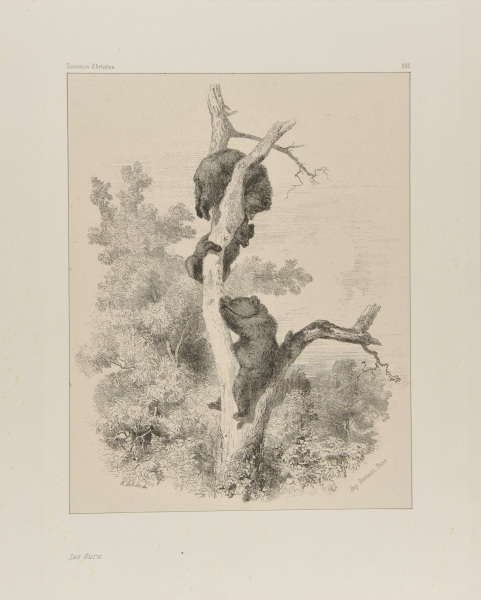 THREE BEAR CUBS IN A TREE