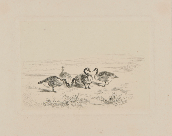 FIVE DUCKS AT THE EDGE OF A POND