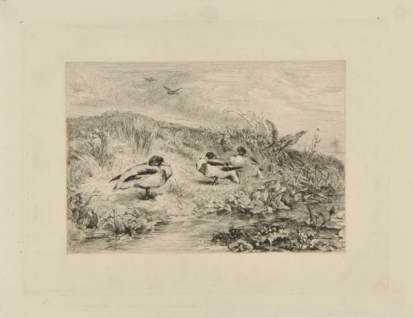 THREE DUCKS ON A RIVERBANK