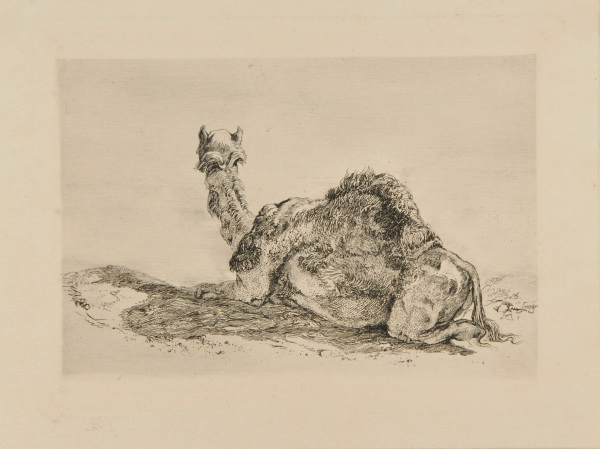 CAMEL LYING DOWN