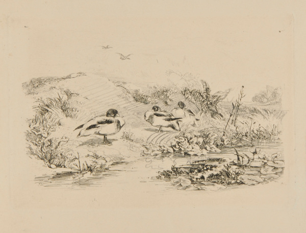 THREE DUCKS ON A RIVERBANK