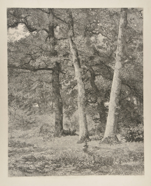 Forêt aux trois arbres