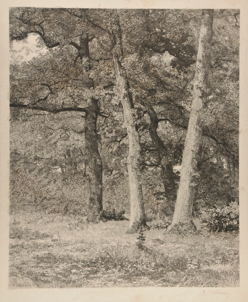 FOREST WITH THREE TREES