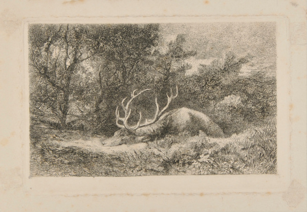 RESTING STAG