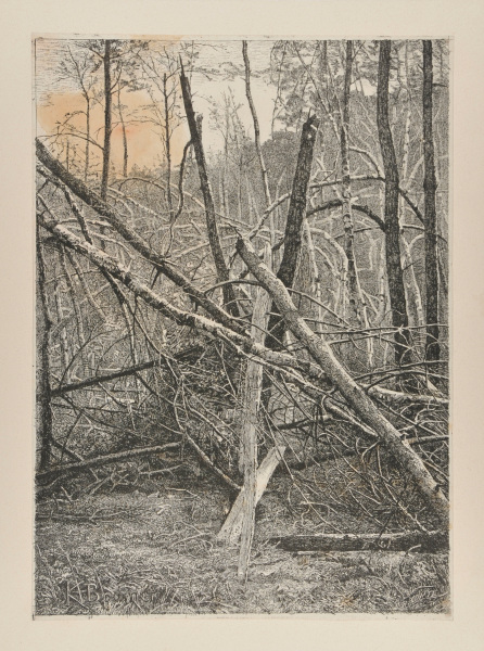 FALLEN TREES