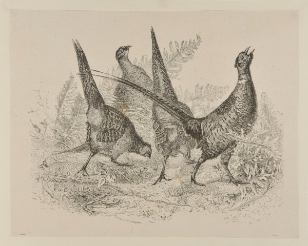 FOUR PHEASANTS
