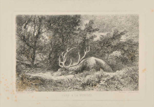 Cerf à la reposée