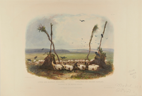 OFFERING OF THE MANDAN INDIANS