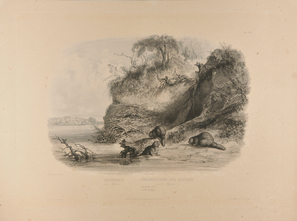 BEAVER HUT ON THE MISSOURI