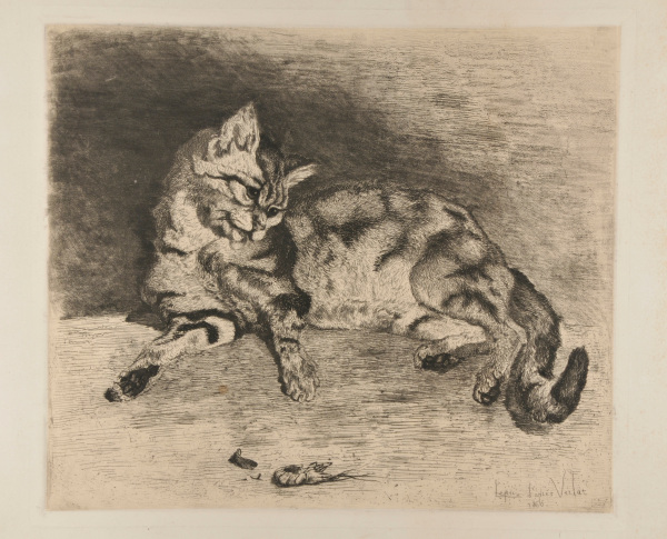 Chat se léchant et crevette